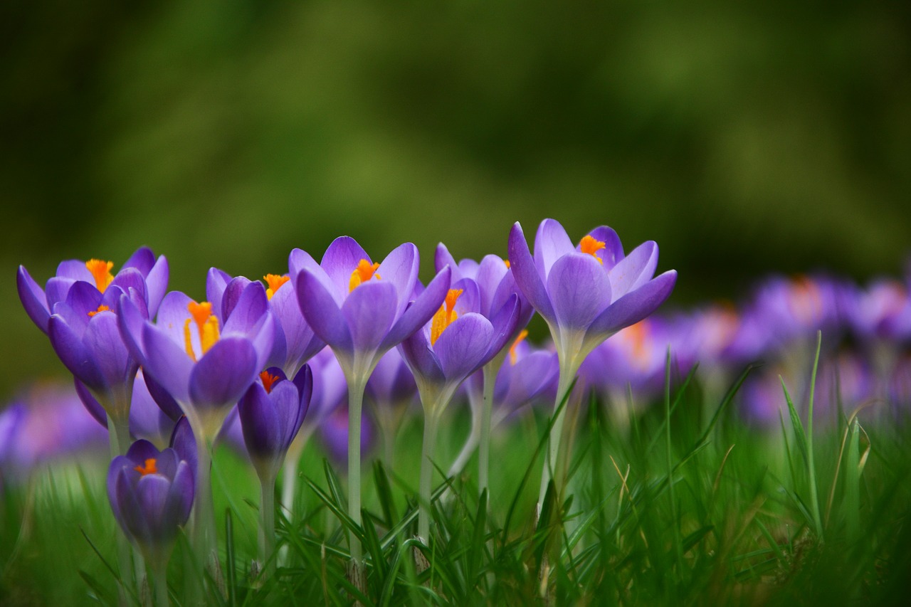 crocus spring flowers frühlingsanfang free photo