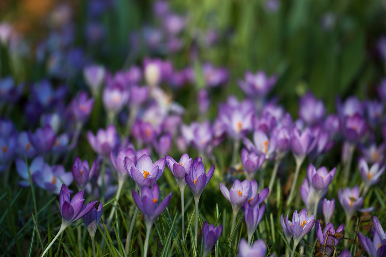 crocus iridaceae violet free photo