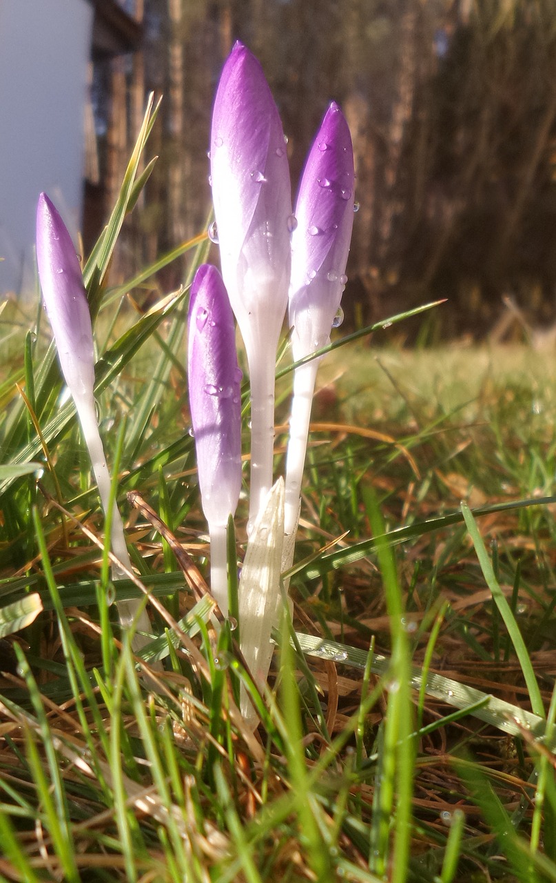 crocus purple dew free photo