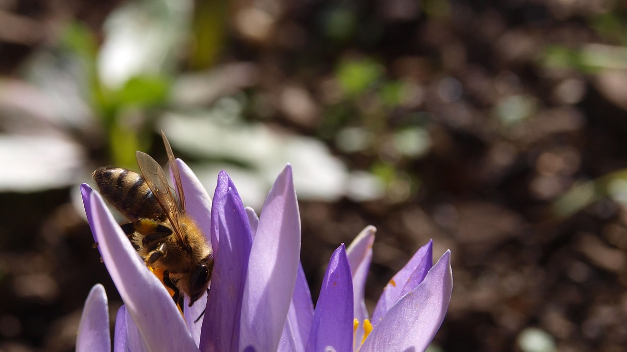 crocus bee purple free photo