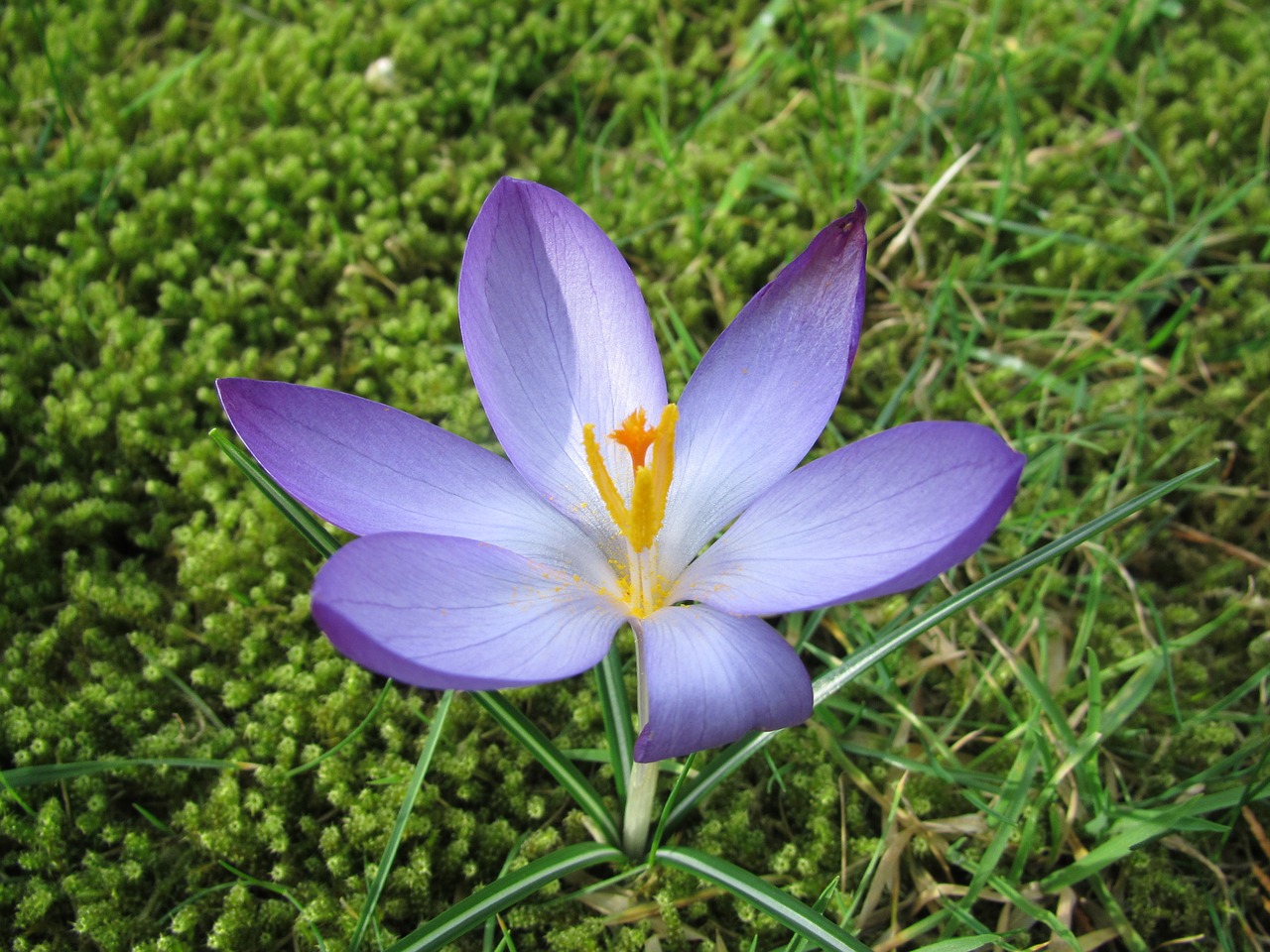 crocus spring sun free photo