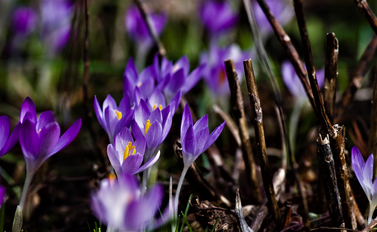 crocus purple spring free photo