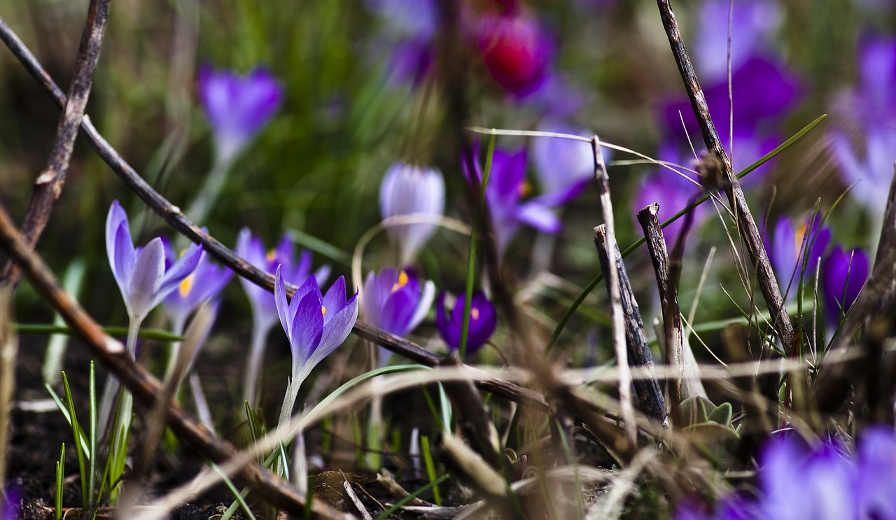 crocus purple spring free photo