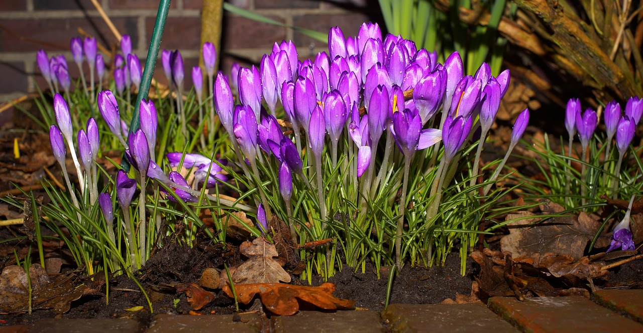 crocus flowers beginning of march free photo