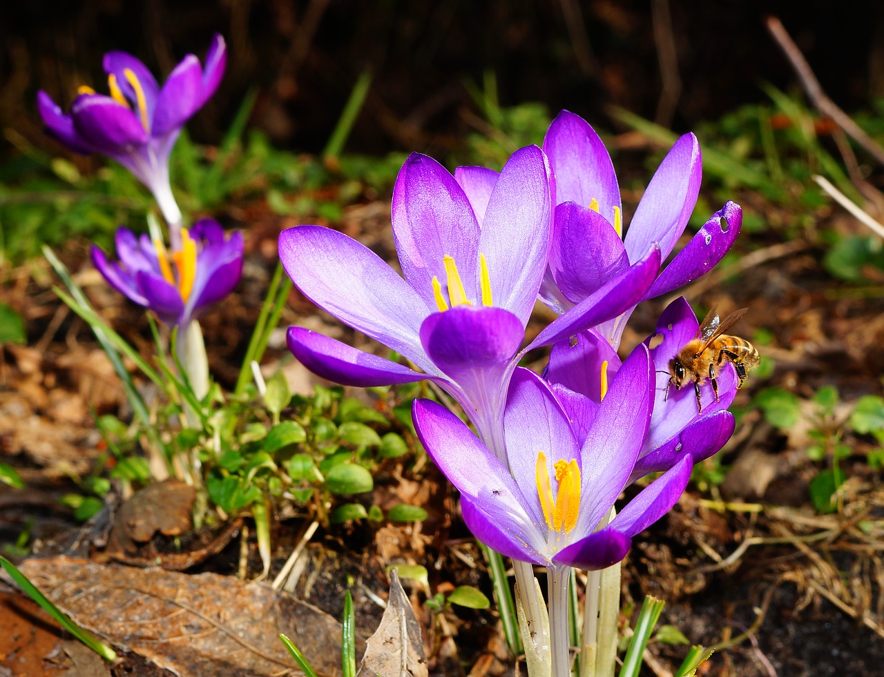 crocus flowers bee free photo