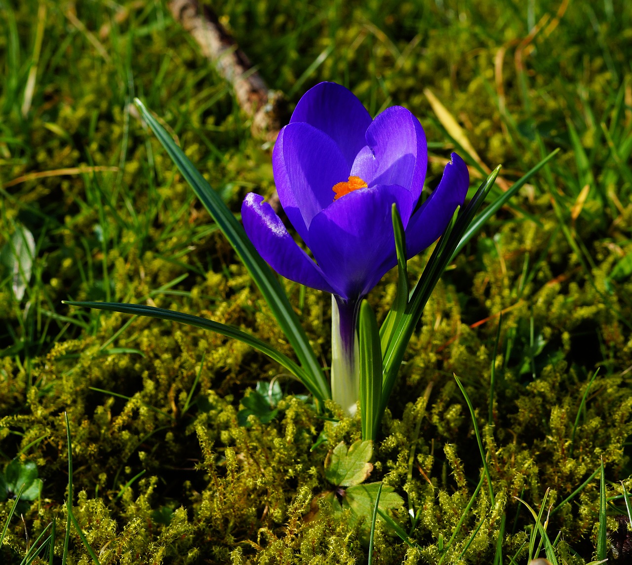 crocus garden spring free photo