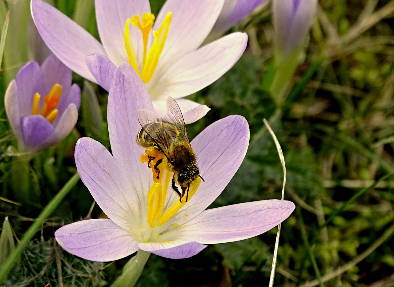 crocus bee spring free photo