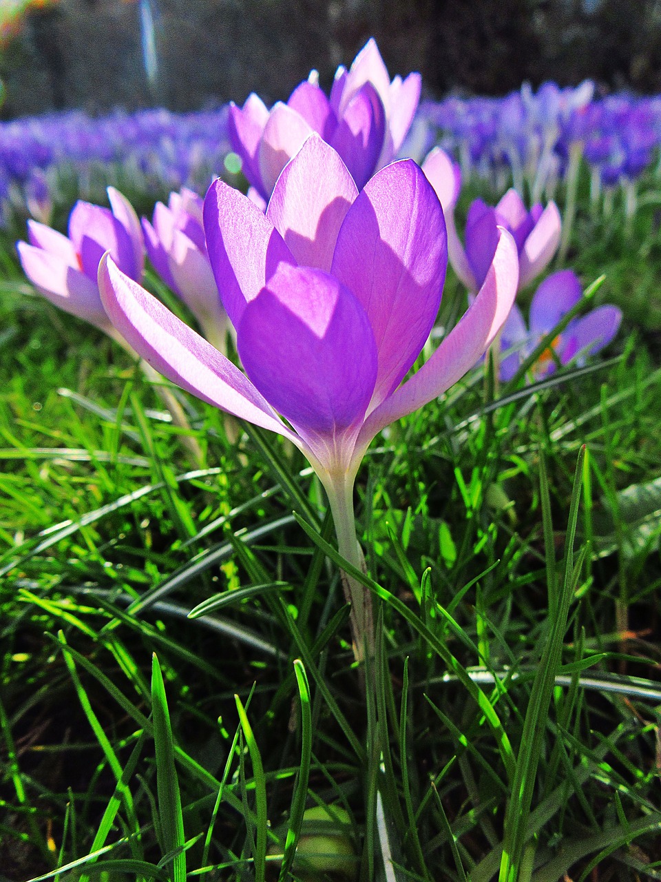 crocus lilac petals free photo