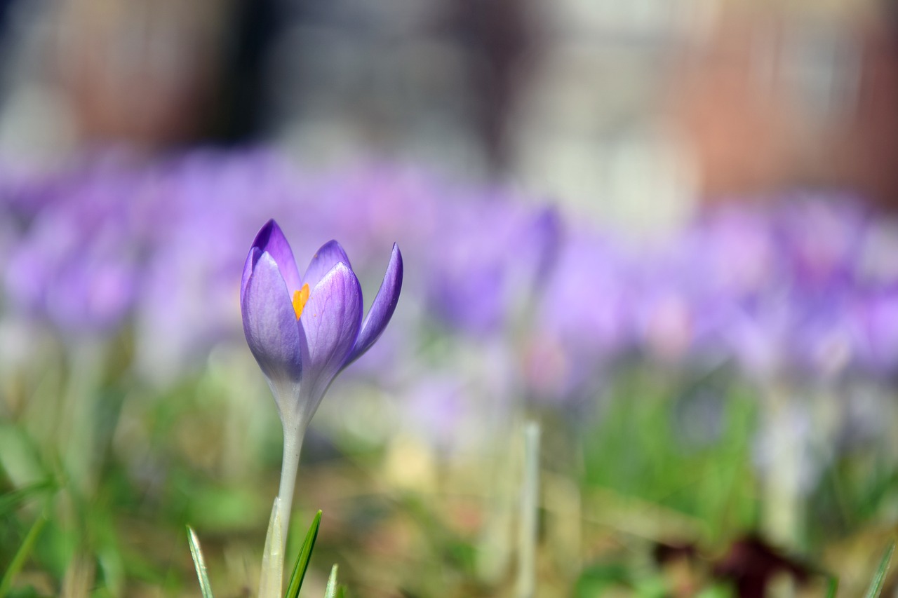 crocus spring purple free photo