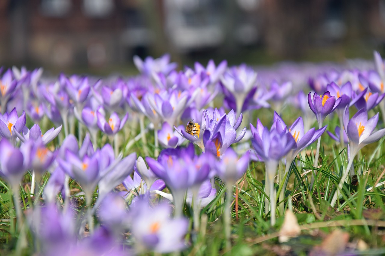 crocus spring purple free photo