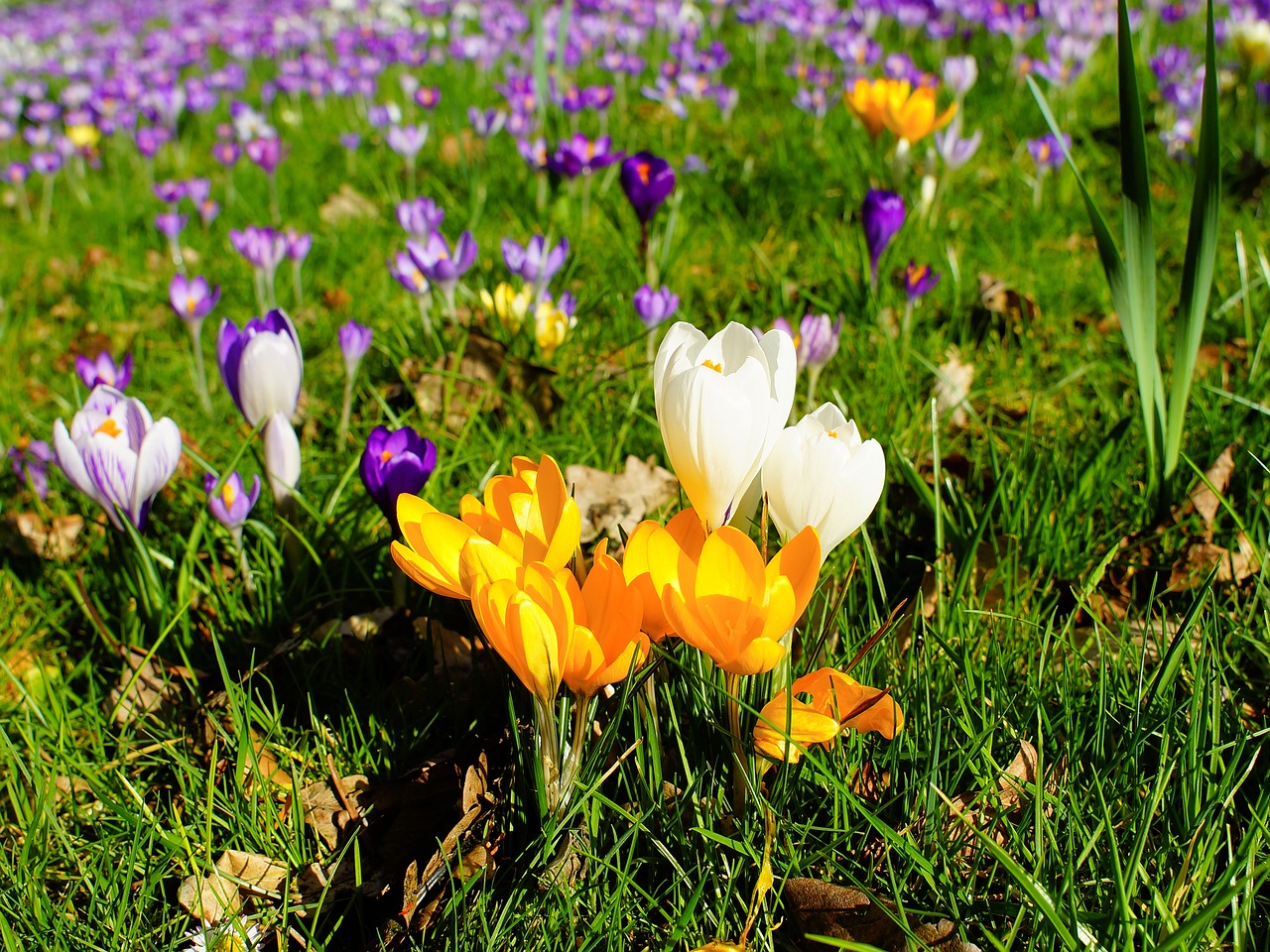 crocus garden spring free photo