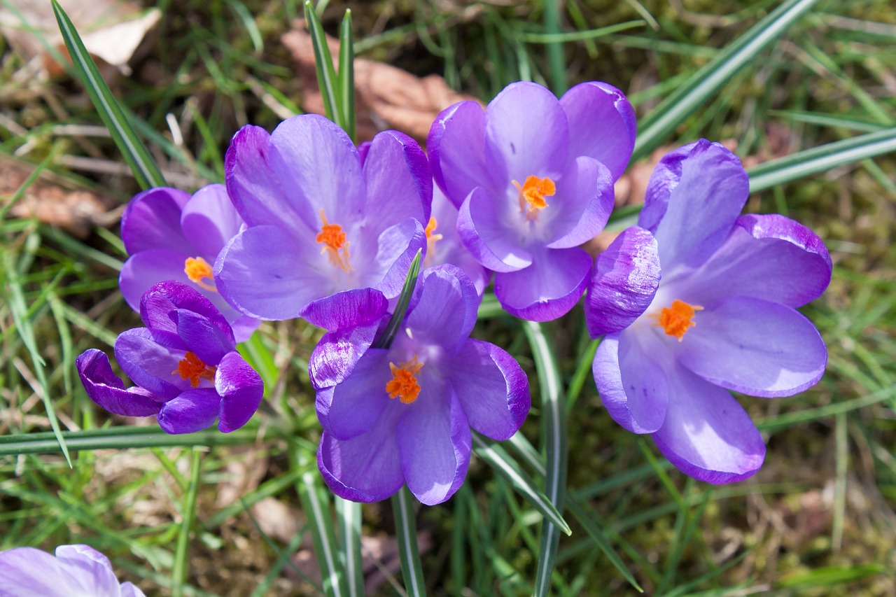 crocus flower spring free photo