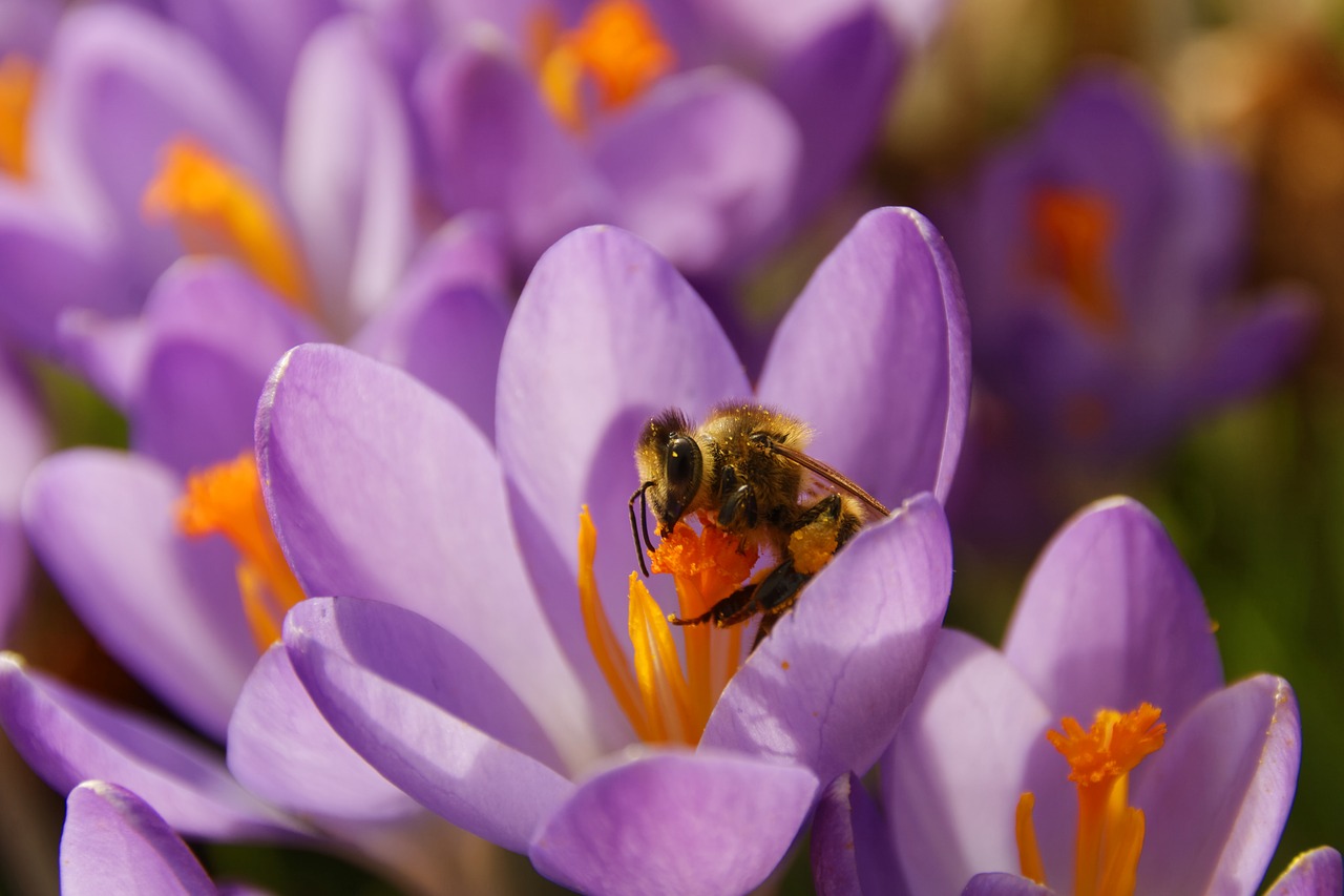 crocus flower blossom free photo