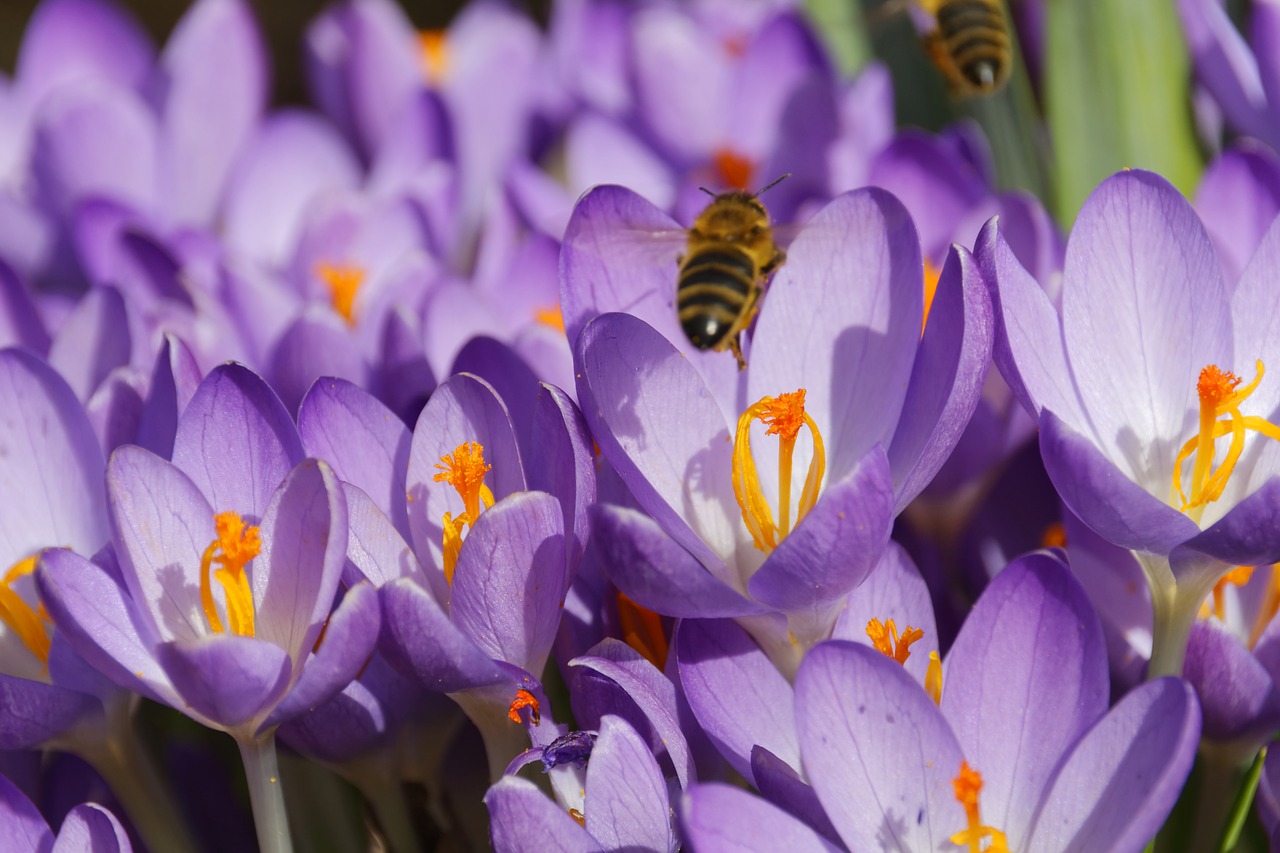 crocus flower blossom free photo