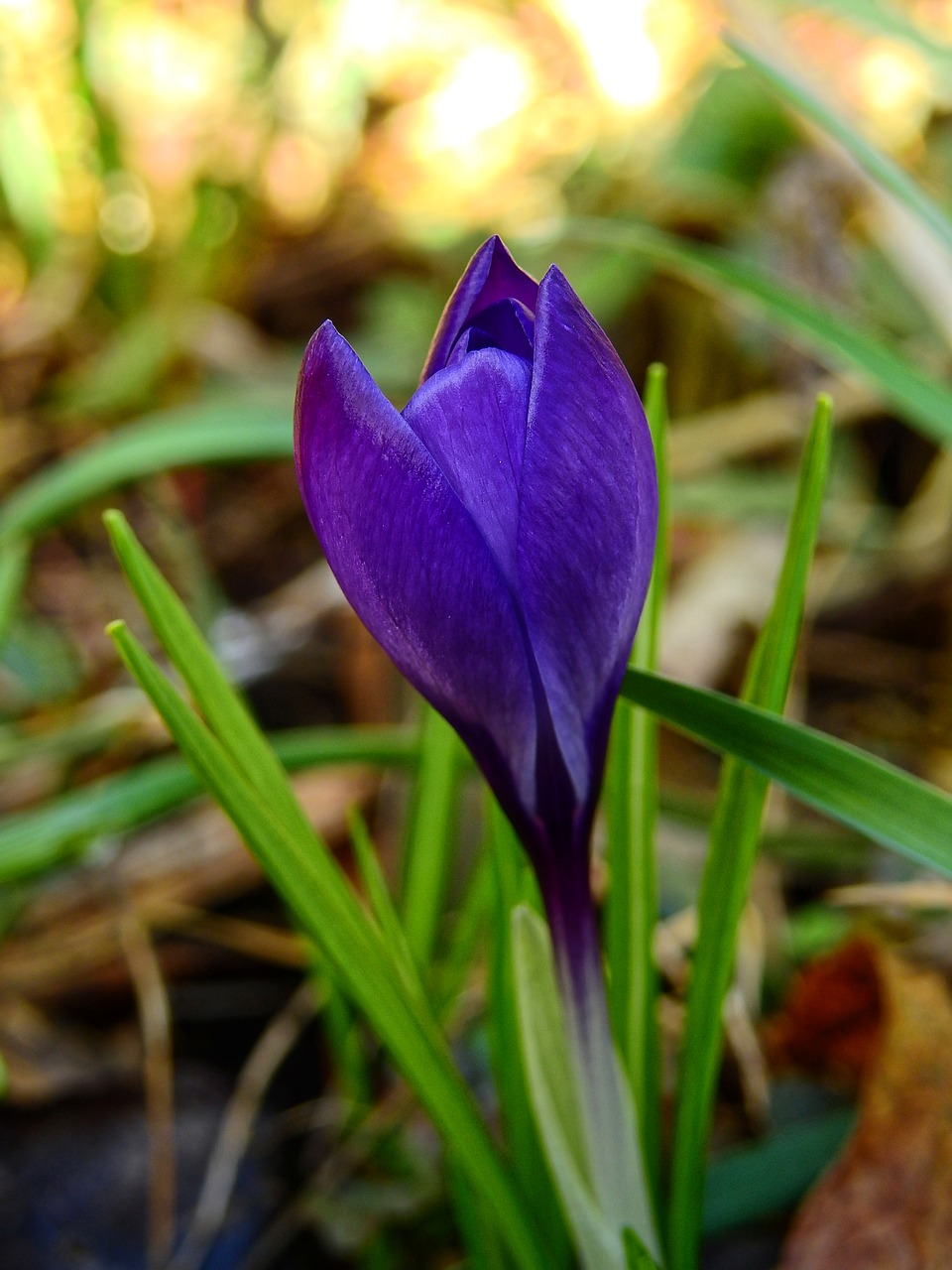 crocus flower blossom free photo