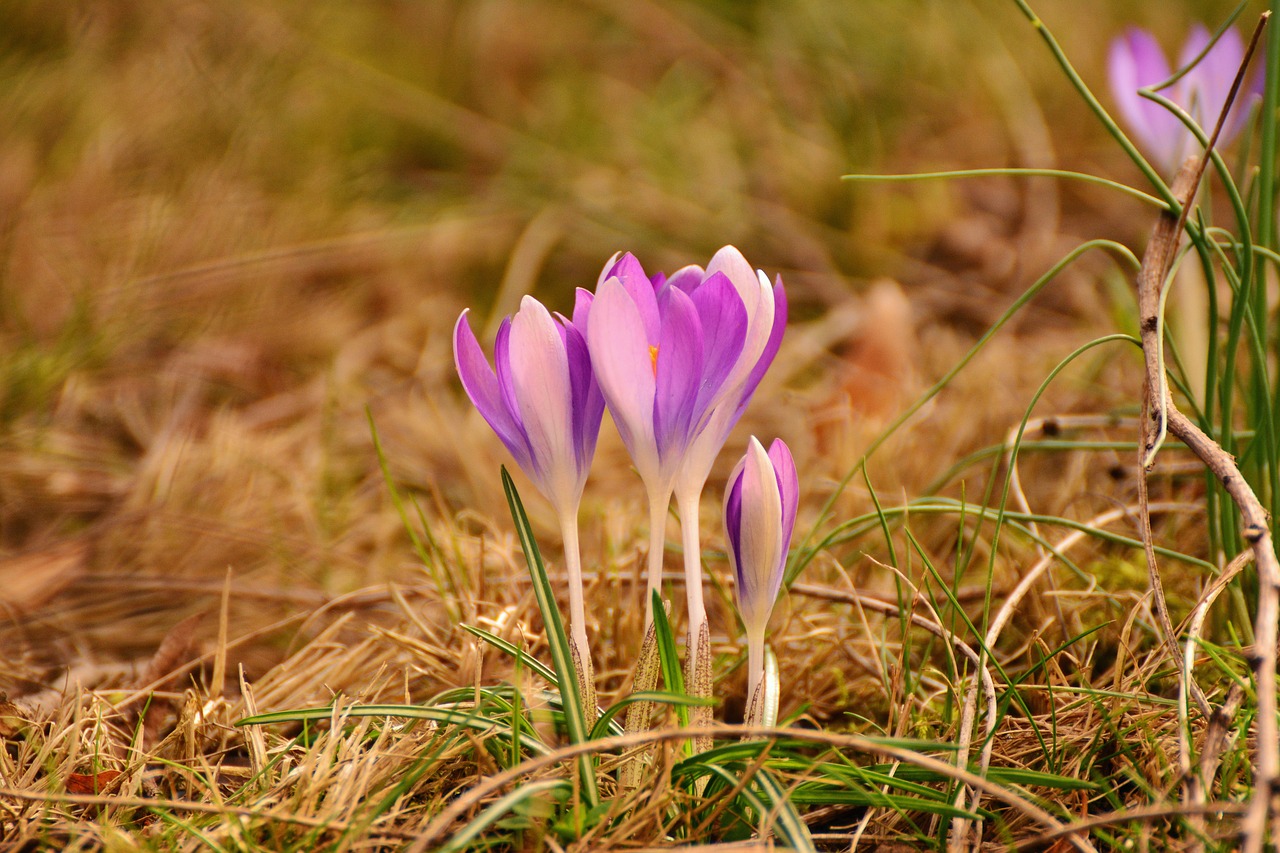 crocus spring flowers early bloomer free photo