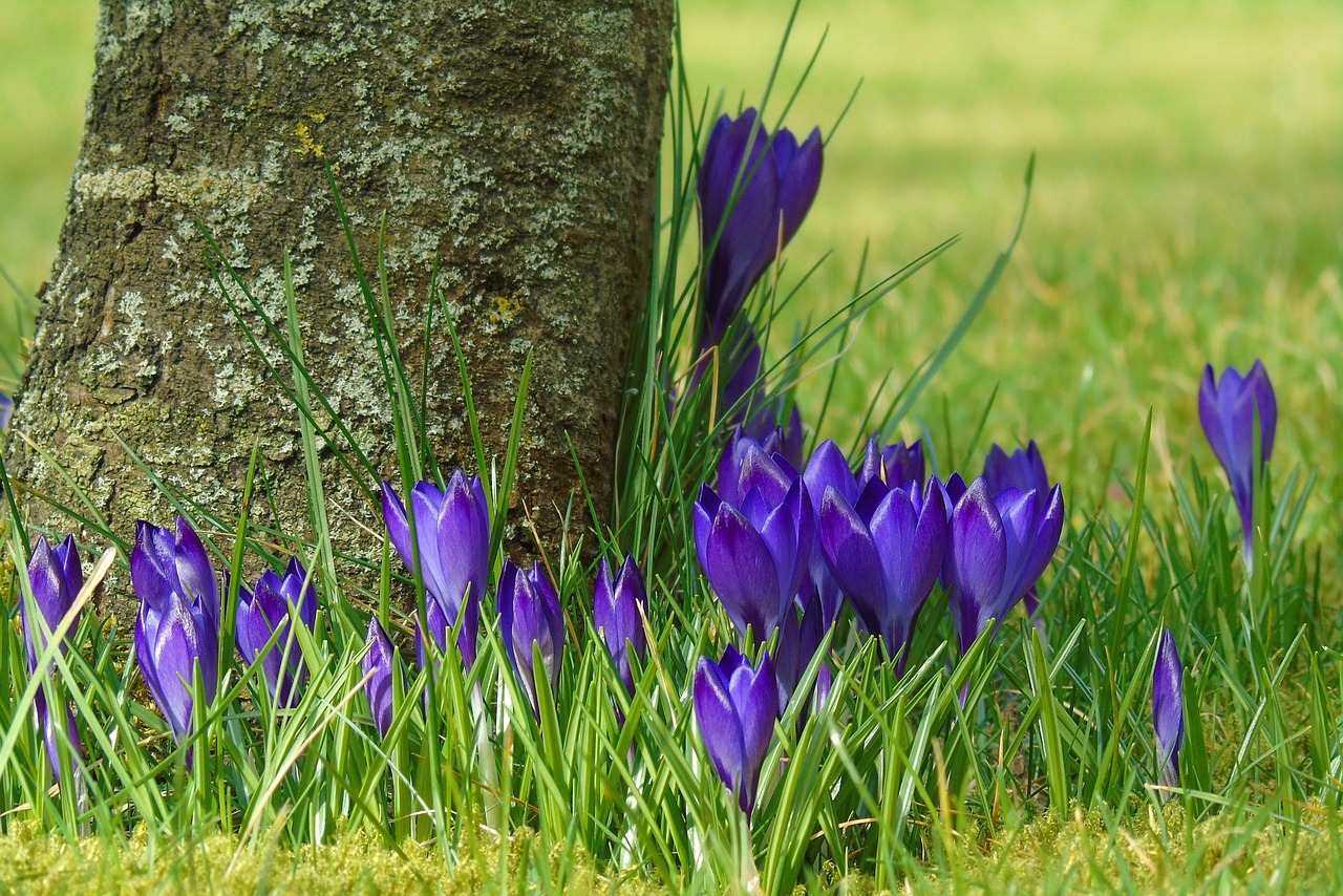 crocus blue garden free photo