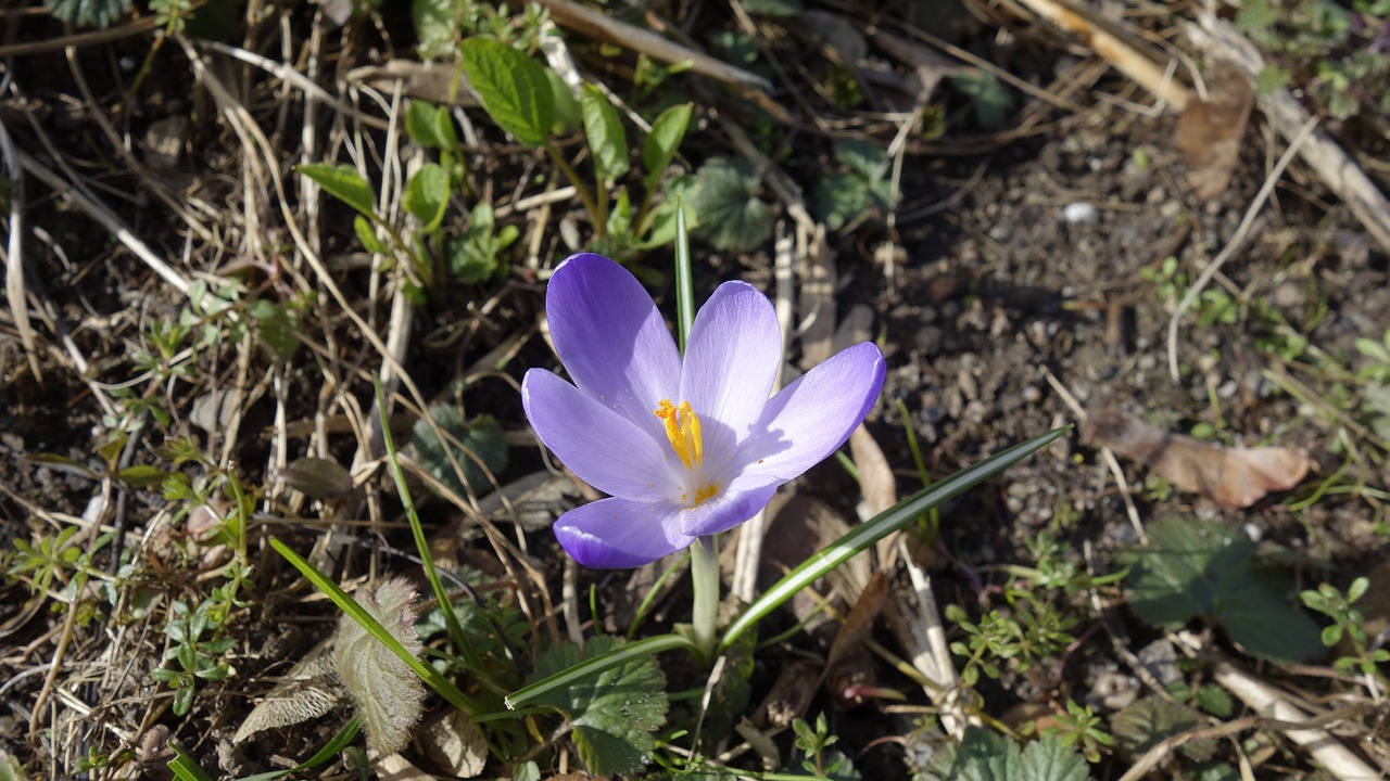 crocus spring early bloomer free photo