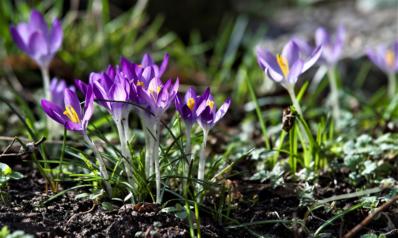 crocus purple spring free photo