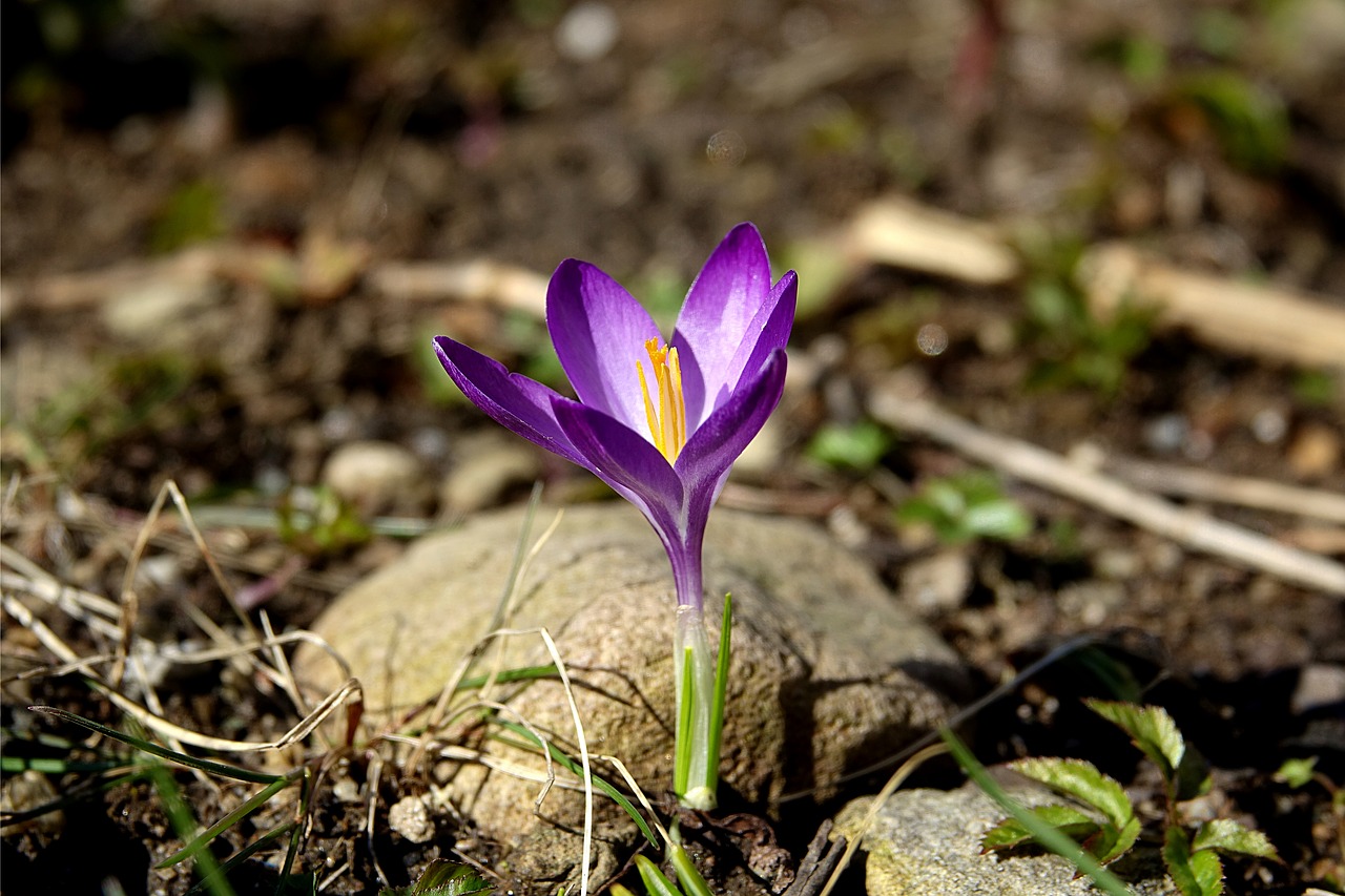 crocus ornamental plant nature free photo