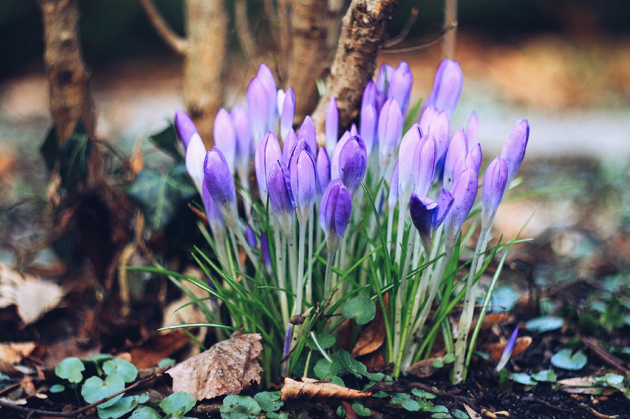 crocus kvetina spring free photo