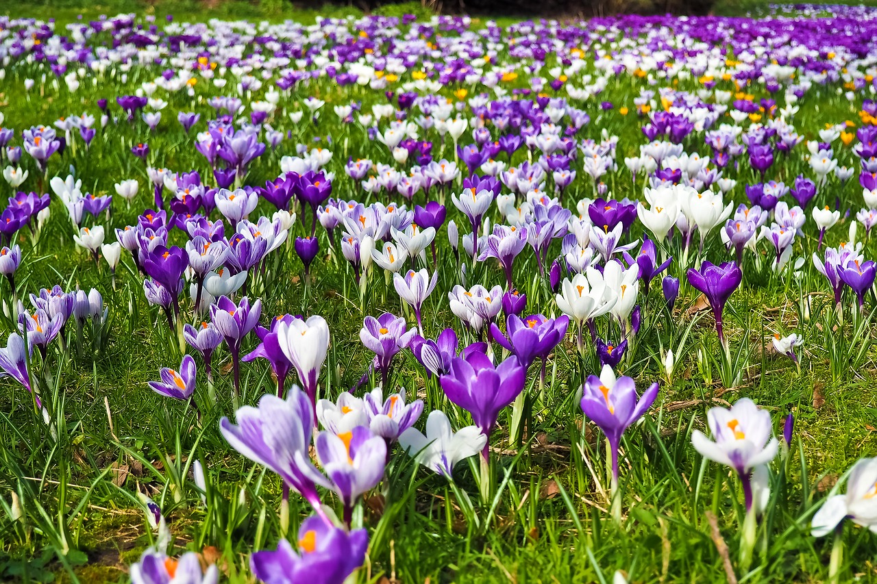 crocus flower spring free photo