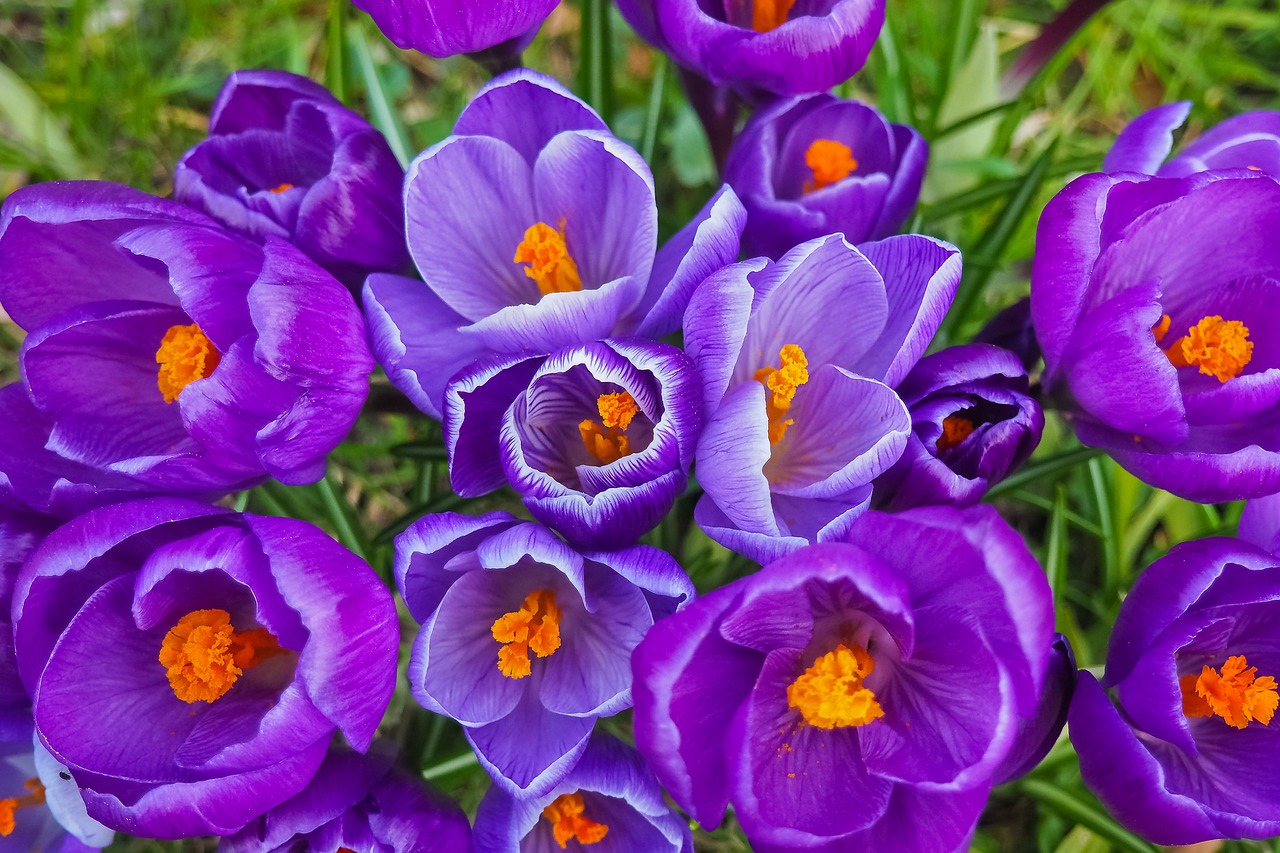 crocus flower spring free photo