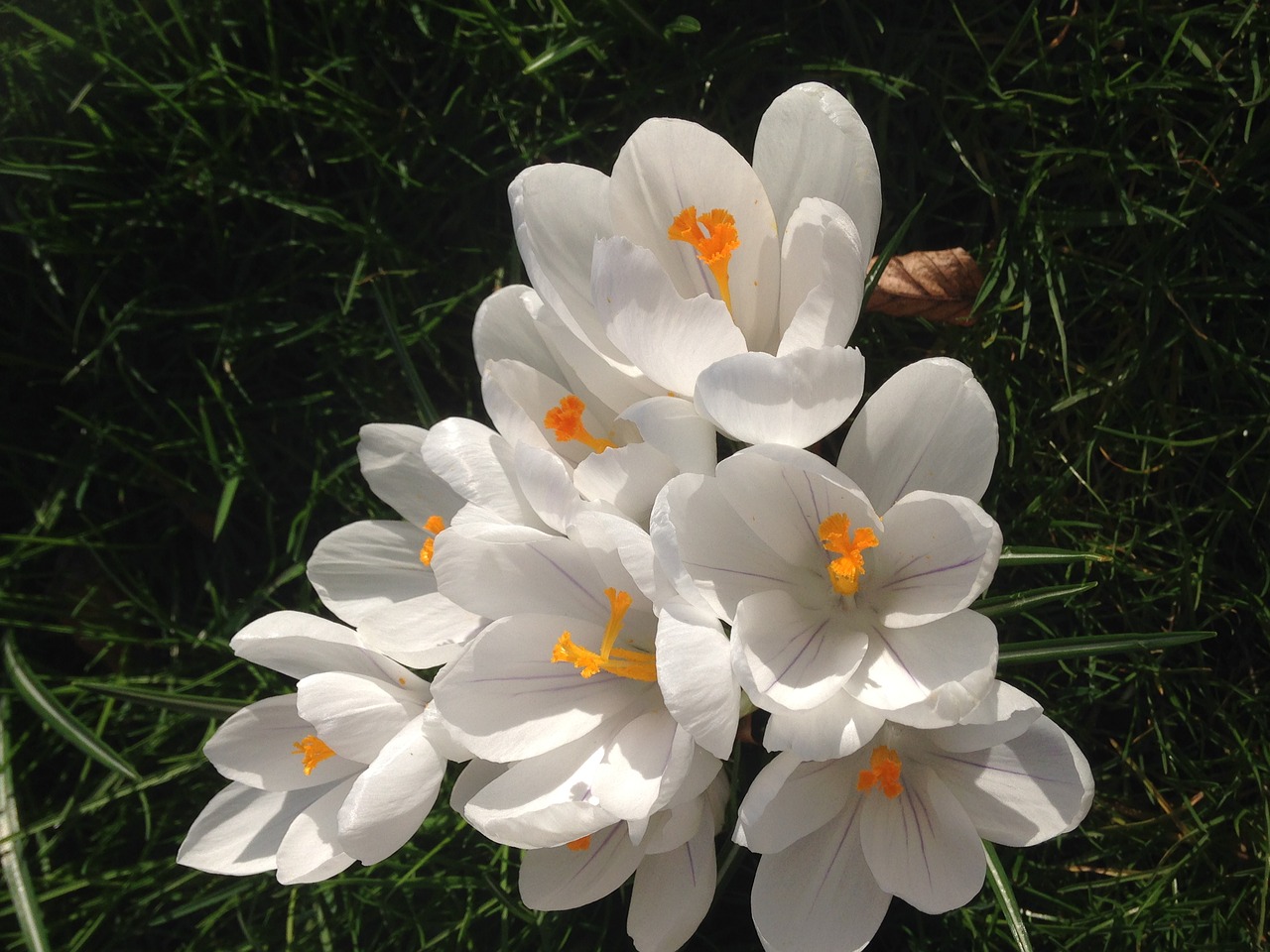 crocus flower garden free photo