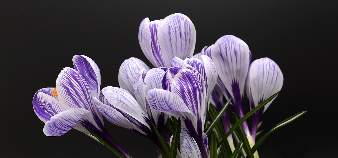 crocus flower spring free photo