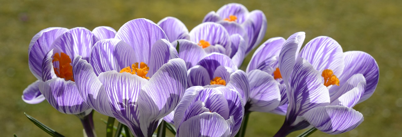 crocus flower spring free photo