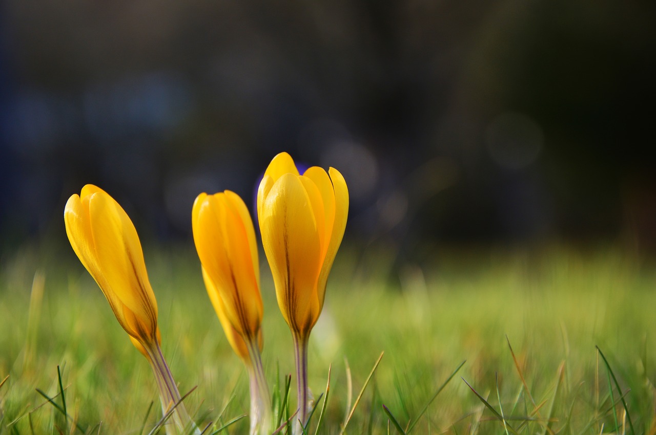 crocus yellow crocuses early bloomer free photo