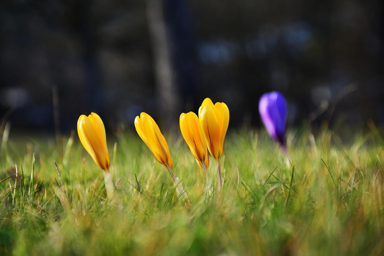 crocus yellow crocuses early bloomer free photo