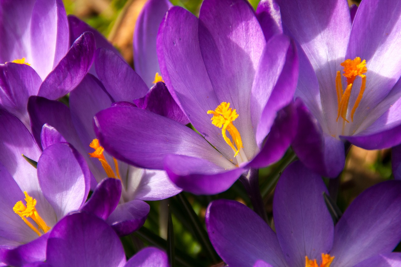 crocus spring easter free photo