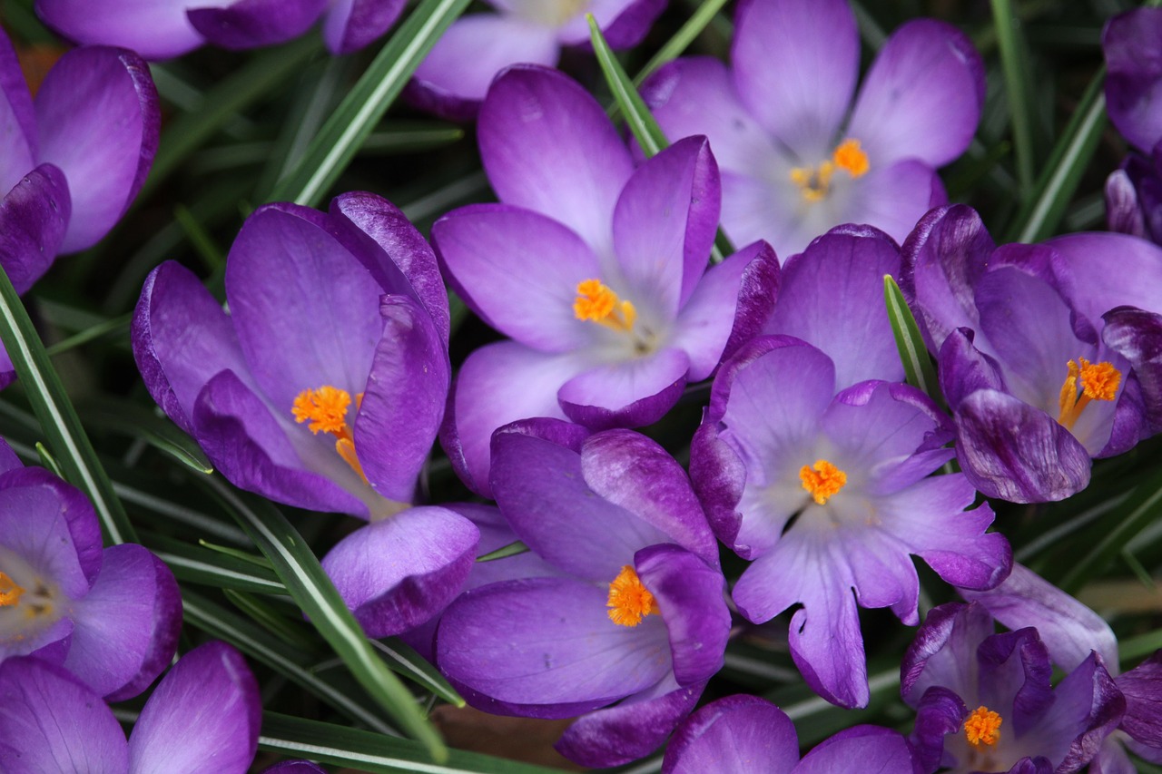 crocus flower purple free photo