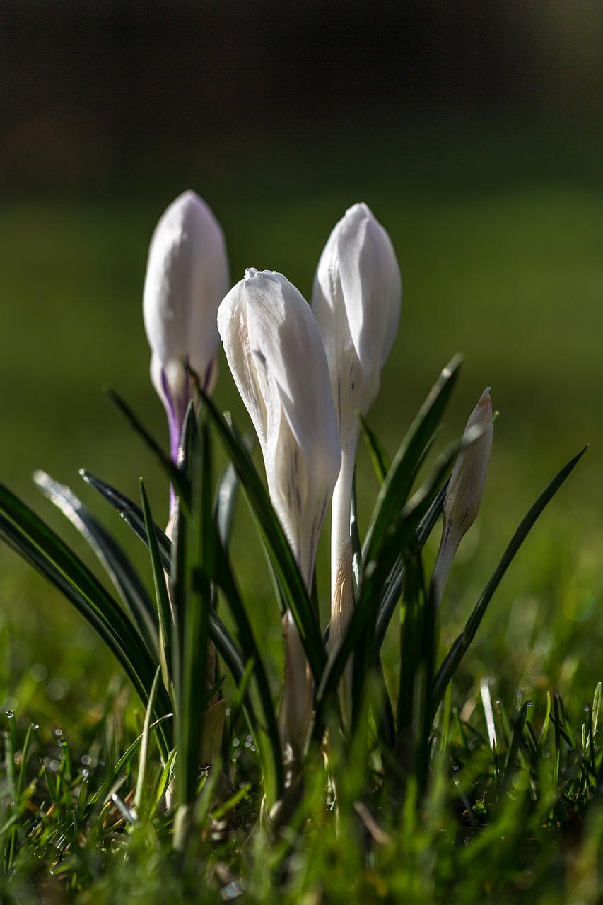 crocus flower spring free photo