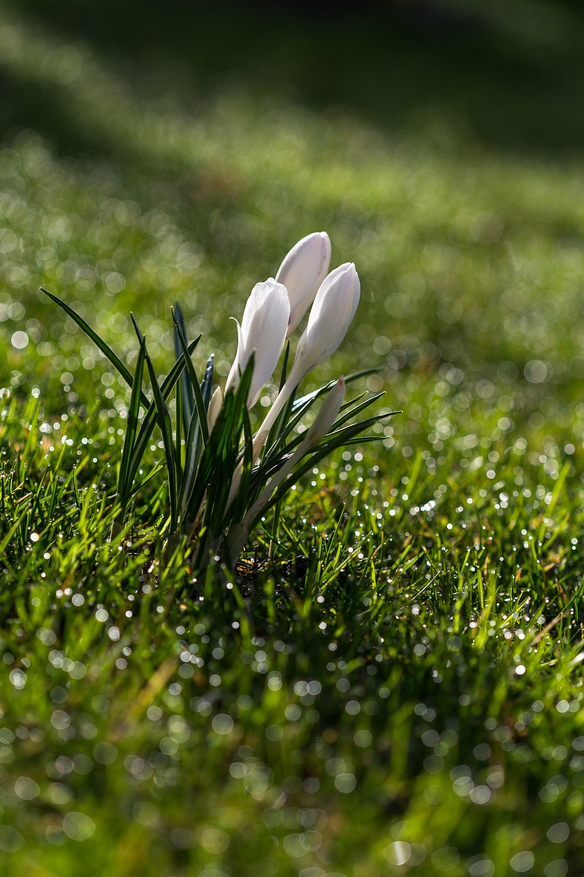 crocus flower spring free photo