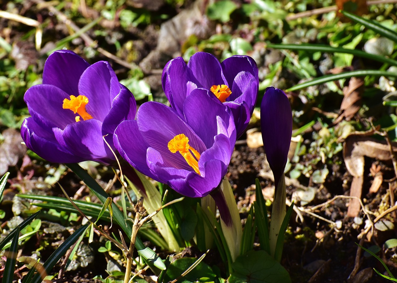 crocus flower spring free photo