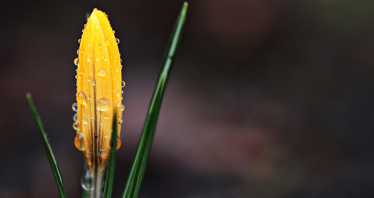 crocus flower raindrop free photo
