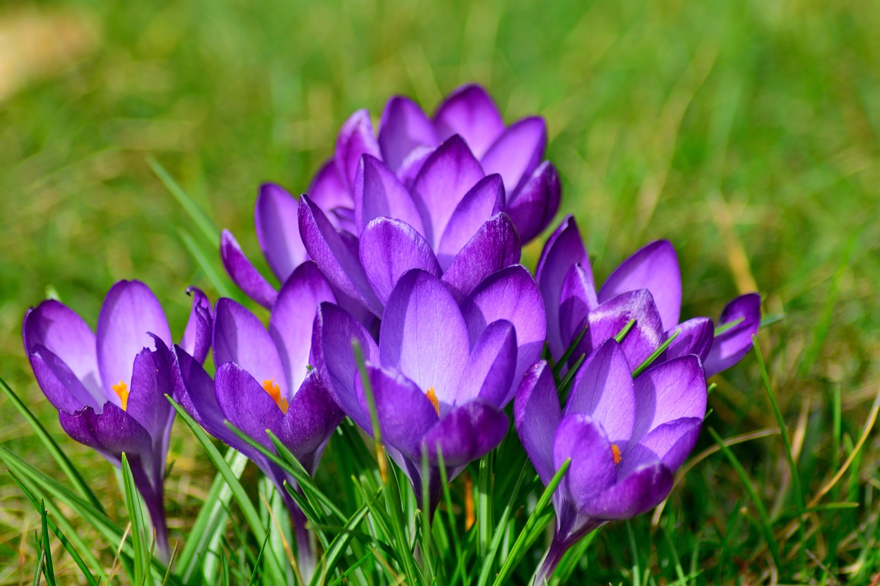 crocus close frühlingsblüher free photo