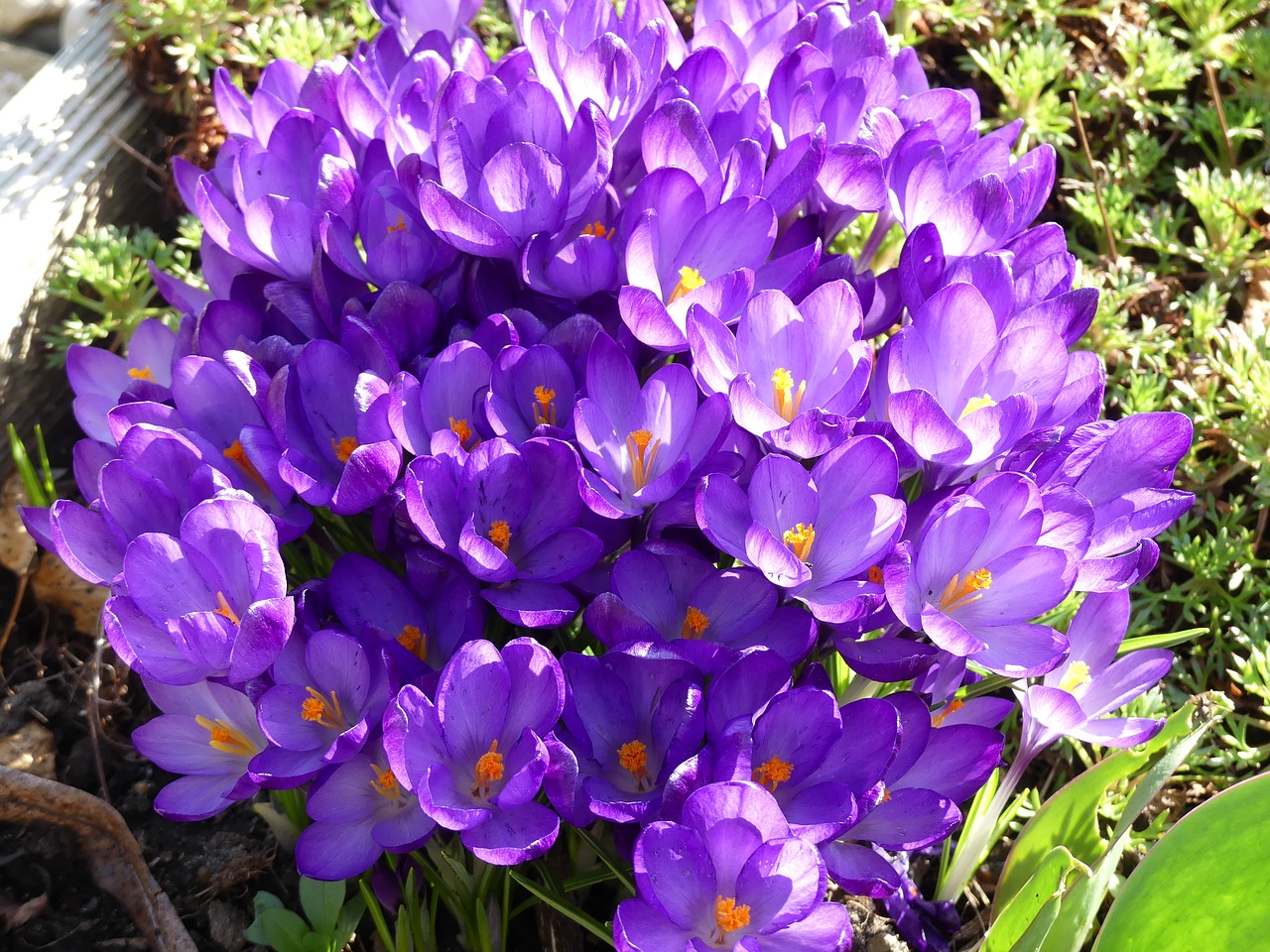 crocus spring flowers free photo