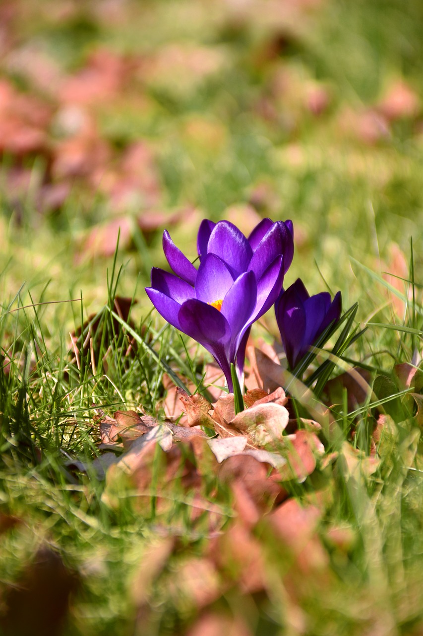 crocus spring flower blossom free photo