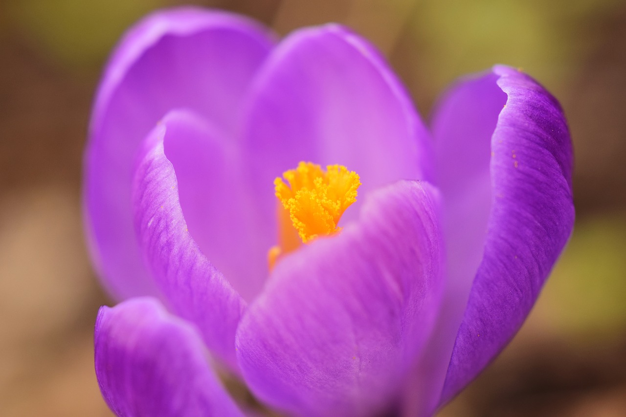 crocus blossom bloom free photo