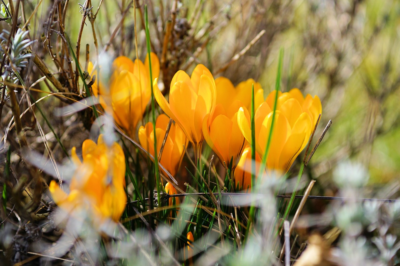 crocus flower bühen free photo