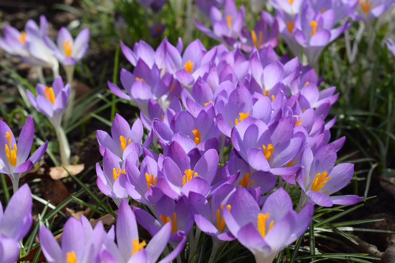 crocus purple harbinger of spring free photo