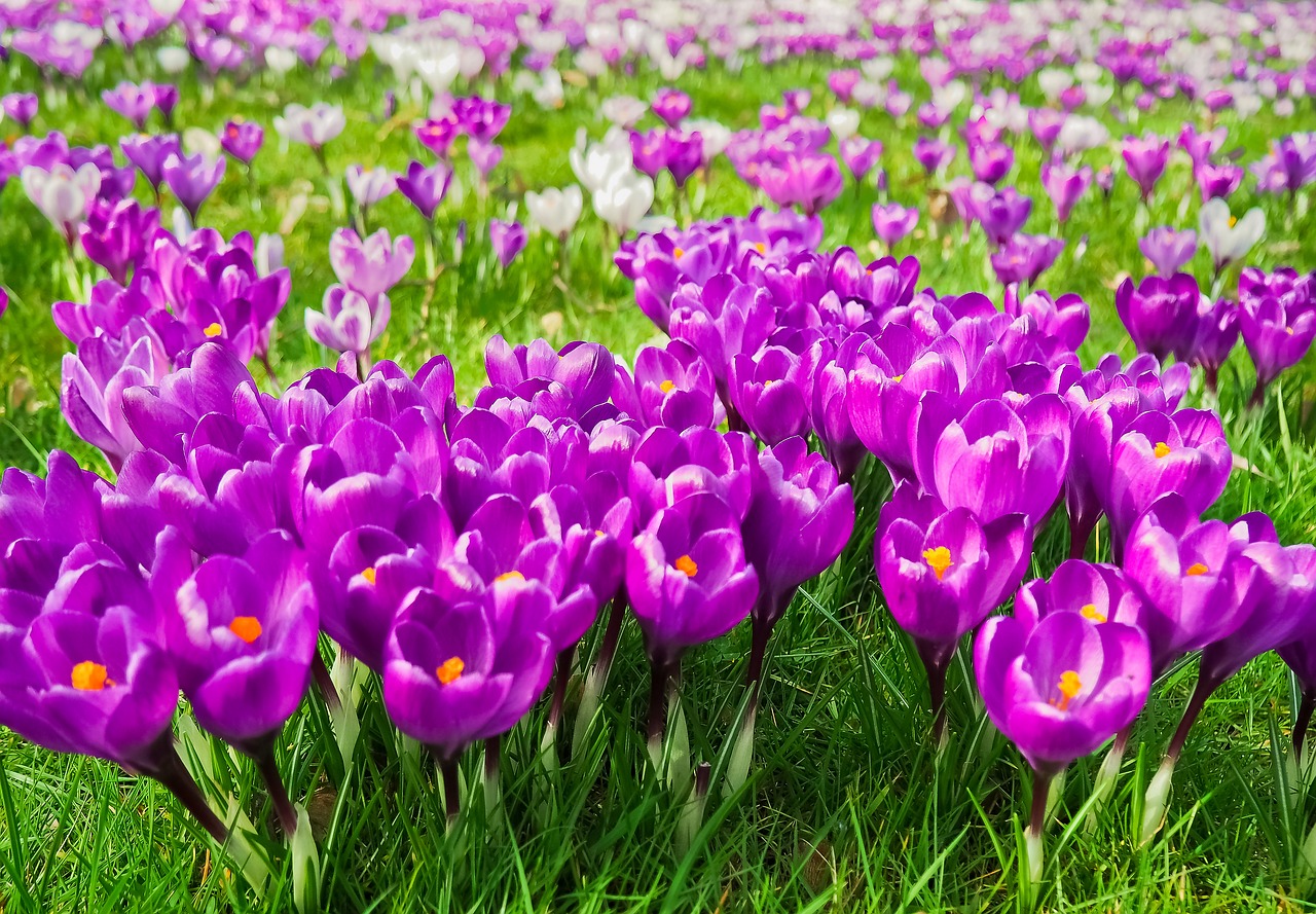 crocus flower spring free photo