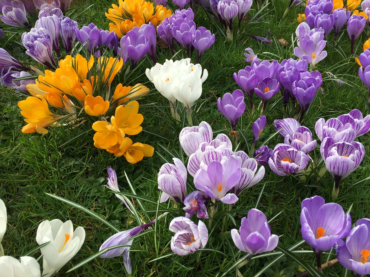 crocus flower spring free photo