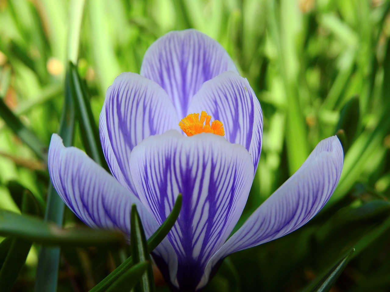 crocus flower blossom free photo