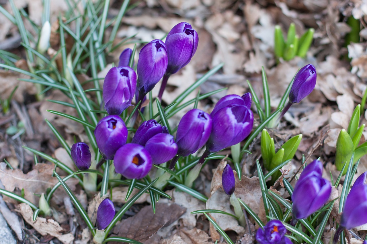 crocus blossom bloom free photo