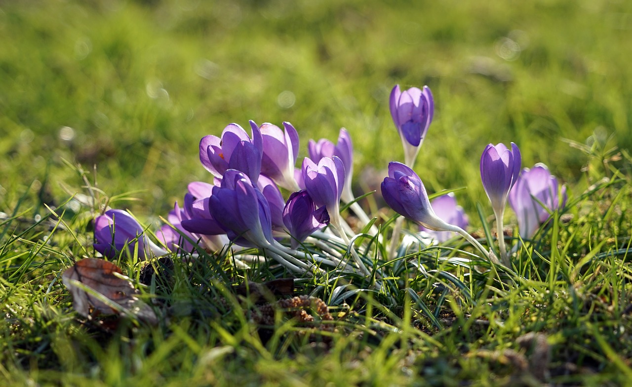 crocus purple spring free photo