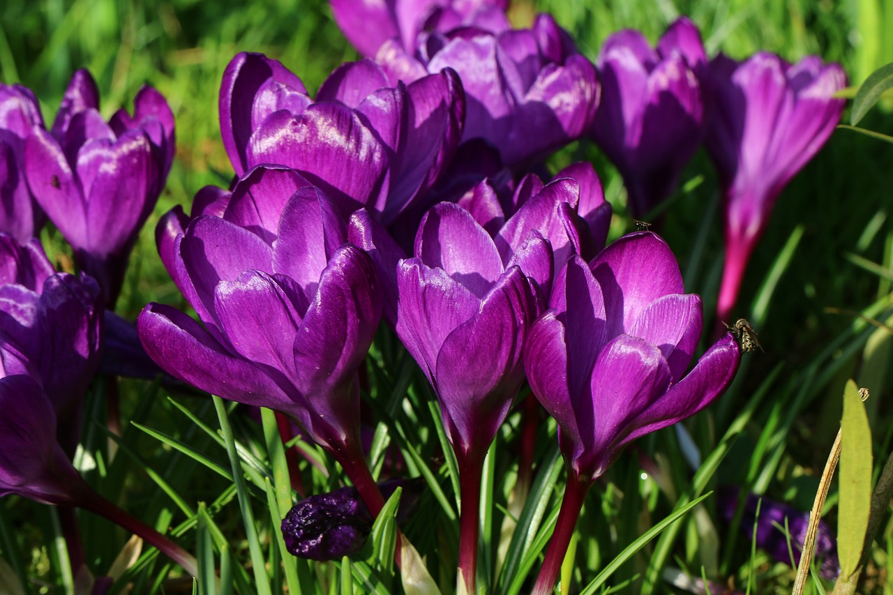 crocus flowers spring free photo